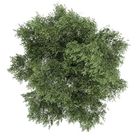 Silver Birch 4 Betula Pendula 3d Model Max Obj Fbx C4d Mtl 2 Tree