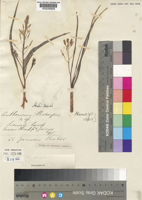 Anthericum jamesii Baker | Plants of the World Online | Kew Science