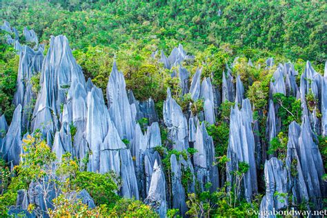 How To Hike Unique Pinnacles At Mulu In Beautiful Borneo Malaysia