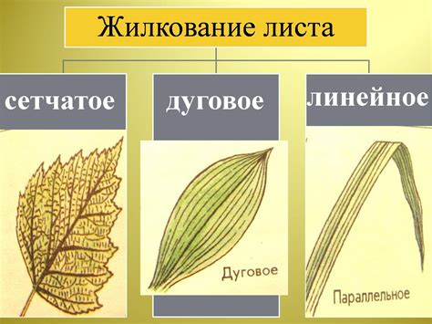 Виды жилкования - фото и картинки: 66 штук