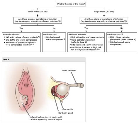 Bartholin Cyst What Is It Causes And More Osmosis Off