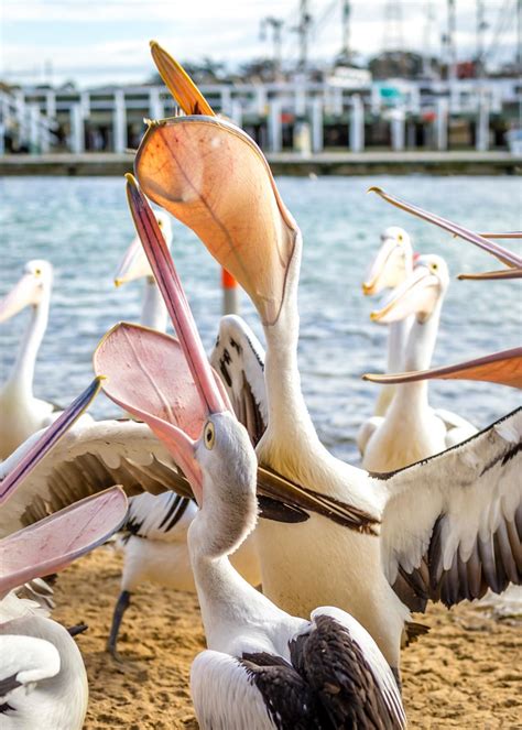 Phillip Island Pelicans 18 Russell Charters Flickr