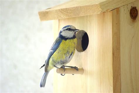 Best Nesting Box For Blue Tits Garden Bird Feeder