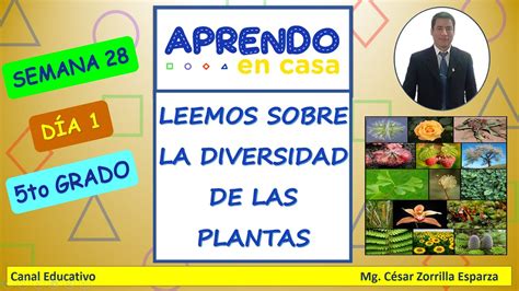 Leemos Sobre La Diversidad De Las Plantas 💻 Youtube