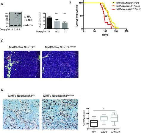 Notch3 Loss Accelerates Proliferation And Tumor Ontake In A Mmtv Neu Download Scientific