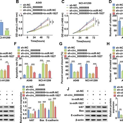 Effects Of Sh Circ0000808 On Nsclc Cell Proliferation Apoptosis