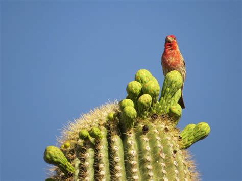 House Finch | Celebrate Urban Birds