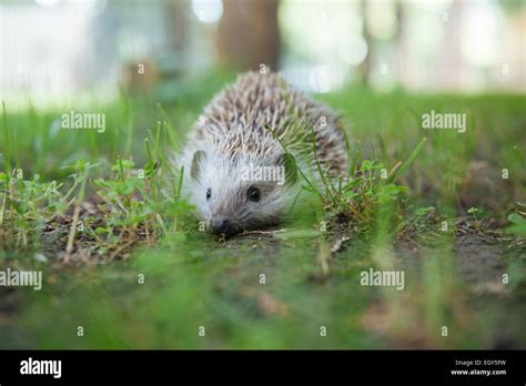 Hedgehog in the garden Stock Photo - Alamy