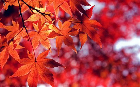 Autumn MacBook Wallpapers - Top Free Autumn MacBook Backgrounds ...