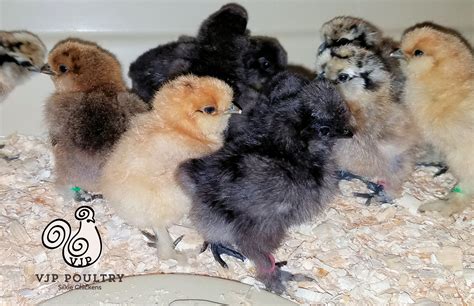 White Baby Silkies For Sale Tractor Supply Minnesota Vjp Poultry