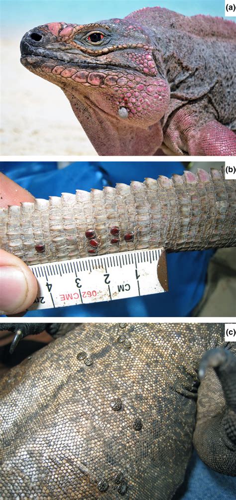 Host Sex Size And Hemoparasite Infection Influence The Effects Of Ectoparasitic Burdens On