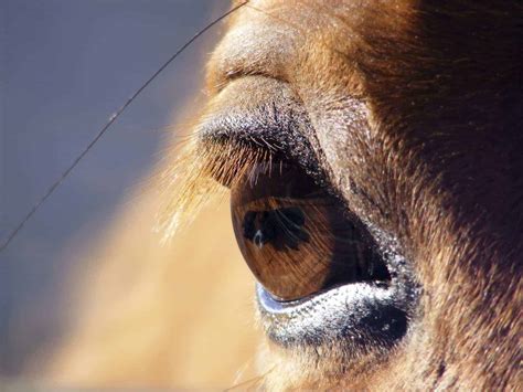 Researchers Find Link Between Neurologic Disease, Eye Issue – The Horse