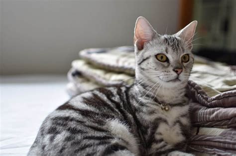 5 Silver Tabby Cat Breeds of America - Wise Kitten