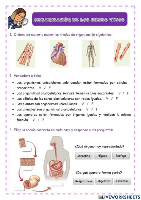 Ficha Online De Organizaci N De Los Seres Vivos Ciencias De La