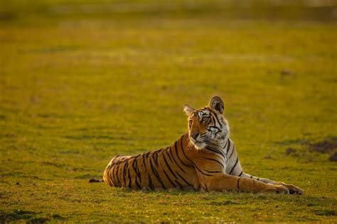 Jeevoka - The Tiger Tale — The Evolution and Importance of Tigers ...