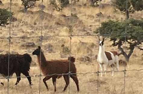 Chihuahua Decomisa Rancho De Duarte En El Que Hab A Bisontes Y