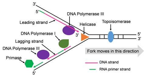 Dna The Genetic Material Genetics Agriculture And Biotechnology