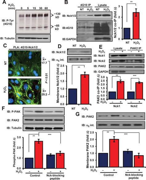 Recruitment Of The Adaptor Protein Nck To PECAM 1 Couples Oxidative