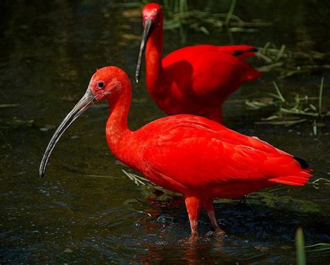 Red animals | Red photography, Exotic birds, Beautiful birds