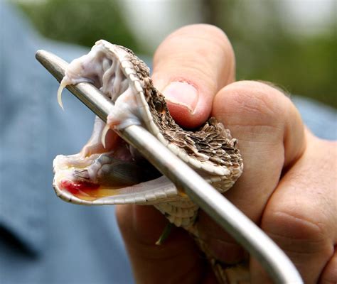 Puff Adder Fangs Bitis Arietans Milking A Puff Adder Bi Flickr