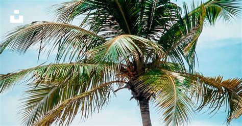 Foto Una Palmera Con Cielo Azul Imagen Palmera Gratis En Unsplash