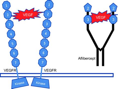 Vascular Endothelial Growth Factor Binds To Two Vascular Endothelial