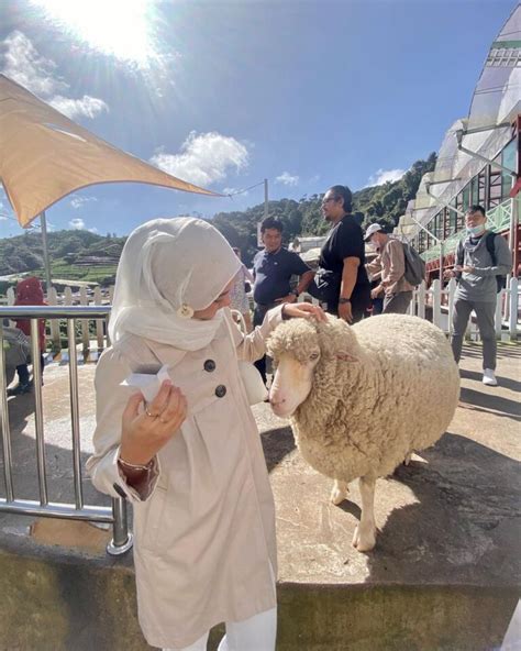 Harga Tiket The Sheep Sanctuary Cameron 2023