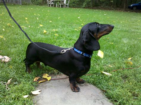 Cachorro Dachshund Basset Salsicha Ou Teckel Informações E Dicas