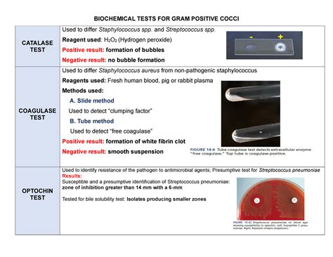 Biochemical Tests For Gram Positive Cocci Biochemical Tests For Gram Positive Cocci Catalase