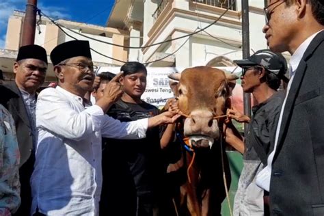 Arjuna Sapi Kurban Presiden Jokowi Diserahkan Ke Masyarakat Palu