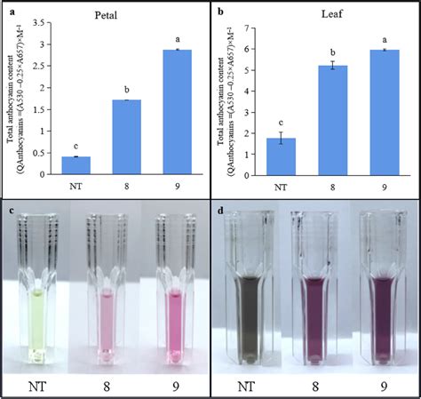 Comparison Of The Total Anthocyanin Contents Of Nt Plants And