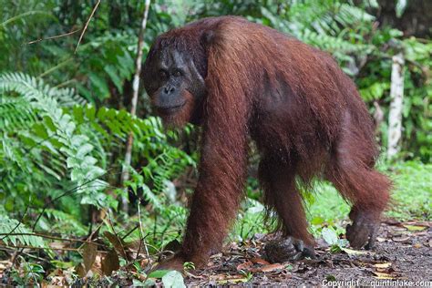 Mature Male Bornean Orangutan Pongo Pygmaeus Morio Walking On All