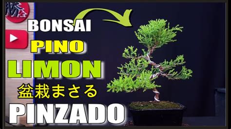 Pino Lim N Cipr S Lim N Bonsai Como Hacerlo Para Que No