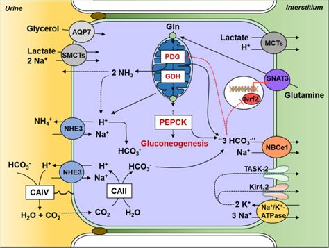 Pfl Gers Archiv European Journal Of Physiology X Mol