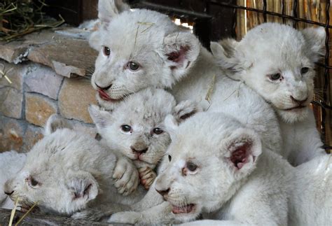 Download White Lion Cubs Wallpaper | Wallpapers.com