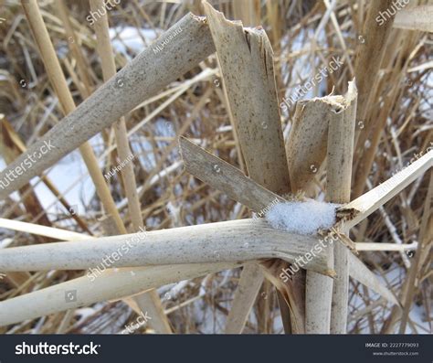 1702 Broken Reed Images Stock Photos And Vectors Shutterstock