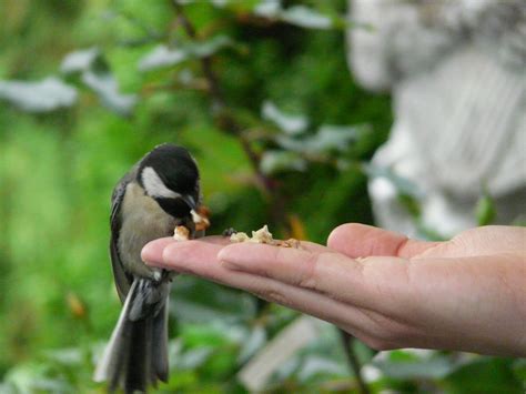 Images Gratuites Main La Nature Branche Oiseau Faune Aliments