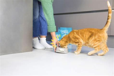 How to feed a ‘fussy’ cat | Edgard & Cooper