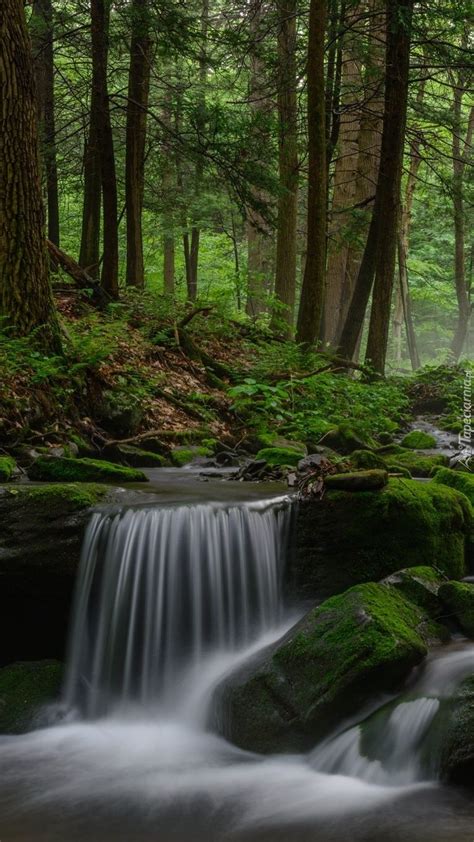 Omszałe kamienie w leśnej rzece Tapeta na telefon Nature Outdoor