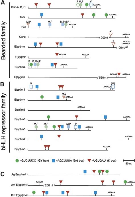 Pervasive Regulation Of Drosophila Notch Target Genes By Gy Box Brd