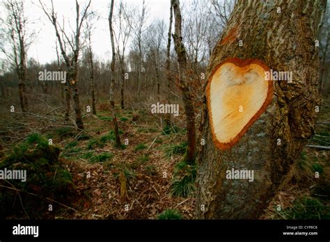 Heart Shaped Tree Branch In Local Forest At Northern Ireland Stock