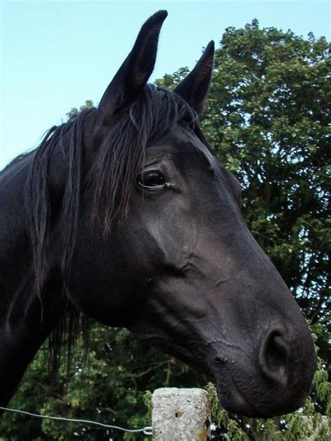 Photo Tete De Cheval - Primer