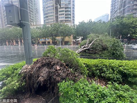 直击｜“杜苏芮”登陆街边大树连根拔起，第6号台风生成快看澎湃新闻 The Paper