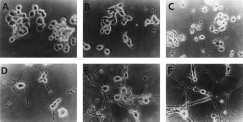 Overexpression Of Atypical PKC Enhances Neurite Outgrowth PC12 Cells