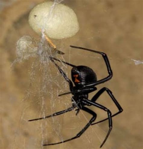 Most Dangerous Spiders In California Owlcation