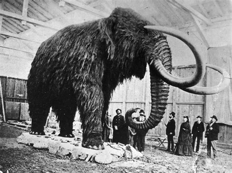 Woolly mammoth cloning war: Scientists are divided over the ethics of ...