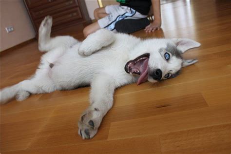 Картинки по запросу картинки смешные хаски | Puppy pictures, Funny dogs ...