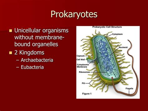 Prokaryotic Organisms