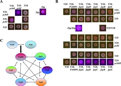 Pqs And Pyochelin In Pseudomonas Aeruginosa Share Inner Membrane