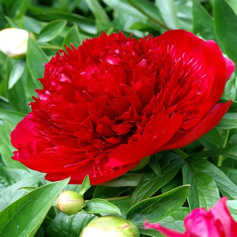 Paeonia Red Charm Mr Middleton Garden Shop